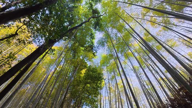 Famous Arashiyama Bamboo Forest, also known as Bamboo Grove or Sagano Bamboo Forest, is one of the most iconic sights in Kyoto, Japan, visited by millions of visitors each year.