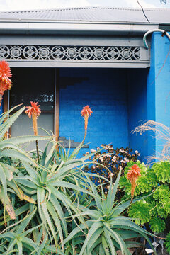 Bright Blue House With Aloe Plants in Front on a Sunny Day