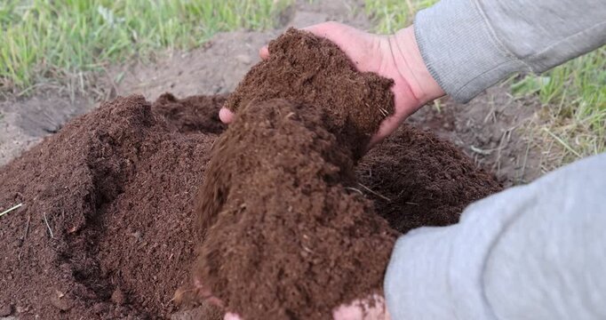 Dry brown peat close-up, hands showing the nutrient substrate of peat during spring gardening