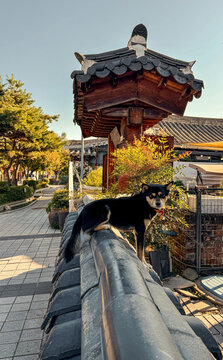 Shiba dog balancing on wall in Jeonju