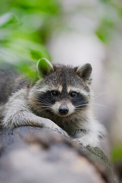 Raccoon resting on log in everglades national park