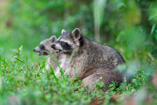 Raccoons snarling in everglades national park wilderness
