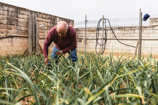 Senior Farmer Tending to Organic Leek Garden