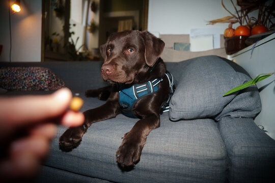 Labrador dog looks at treat