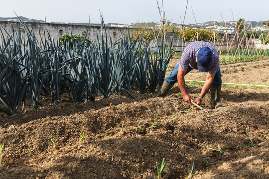 Senior Farmer Hard at Work Tilling Garden Rows