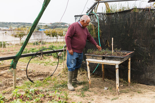 Senior Gardener Tending to Young Seedlings on Table