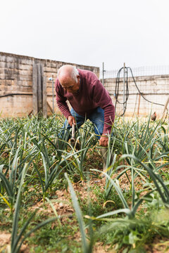 Farmer Manually Hoeing Soil in Vegetable Patch