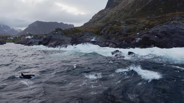 Orca pod swimming along rocky overcast coastline with distant mountains