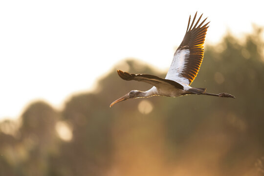 Wood stork flying gracefully at sunset in everglades