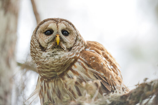 Barred owl bird perched in everglades national park, florida