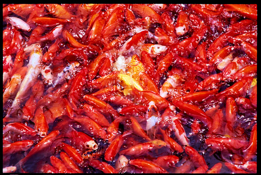 Koi Fish Swimming in a Clear Pond