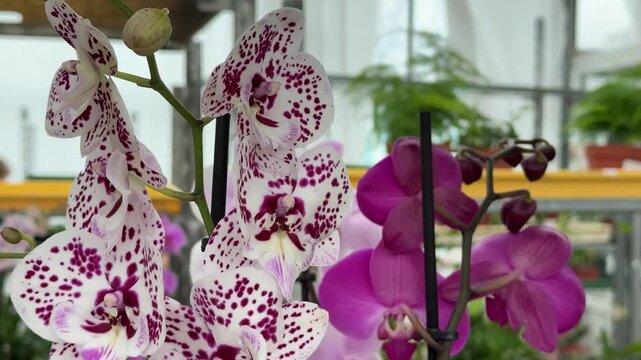 Close-up Phalaenopsis Orchid greenhouse daylight cinematic macro delicate white petals freckled magenta spots, cascading raceme