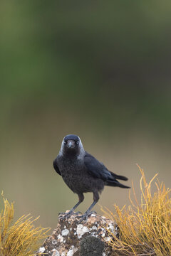 Jackdaw Perched On A Small Rock  