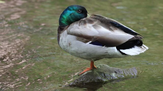 canard colvert au repos