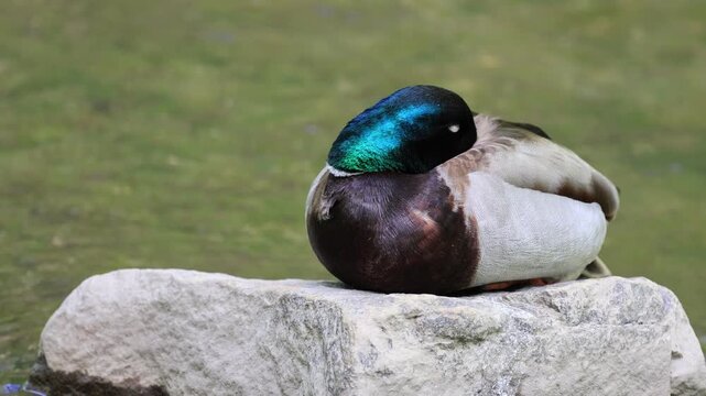 canard colvert au repos