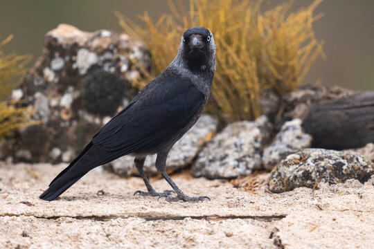 Jackdaw Looking At The Camera  