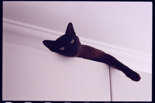 Burmese Cat Rests on Top of Cabinet With Paw Hanging Down