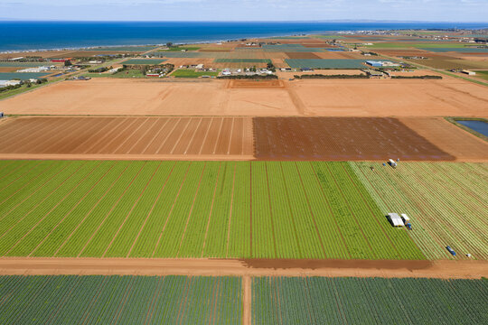 Vegetable crops and rich soil in a market garden near the coast