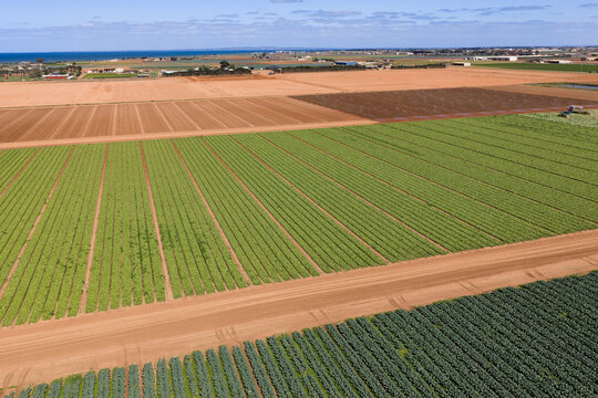 Vegetable crops and rich soil in a market garden near the coast