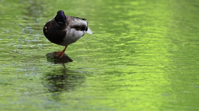 canard colvert au repos