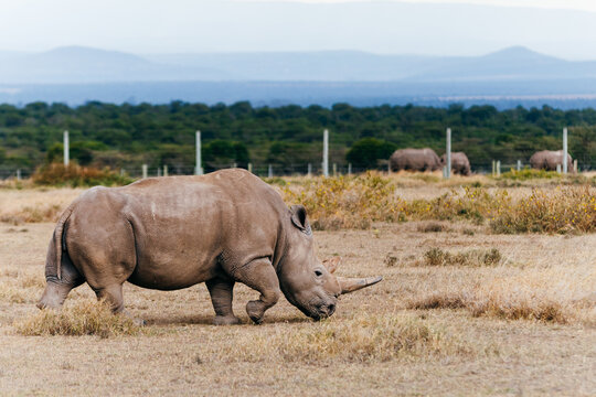 Rhino Conservancy