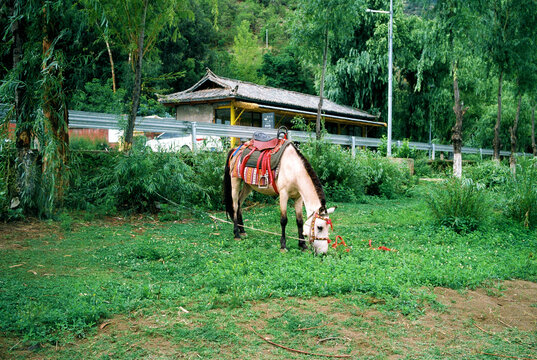 Horse in Lush Meadow Near Traditional Chinese Village