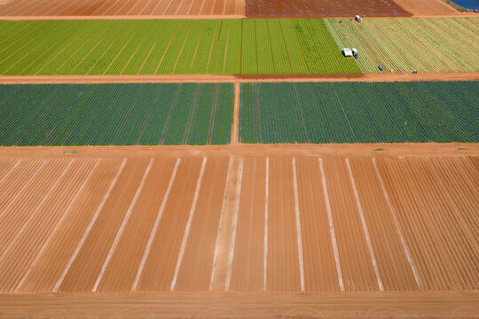 Green vegetable crops in rich soil in a market garden