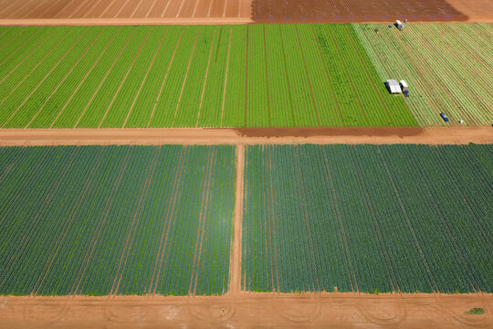 Green vegetable crops in rich soil in a market garden