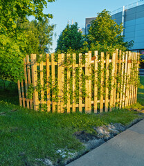 Fototapeta premium Wooden picket enclosure with climbing vines in sunny urban park