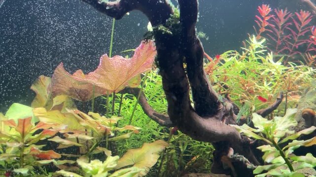 Nympheae lotus inside natural aquascape tank.