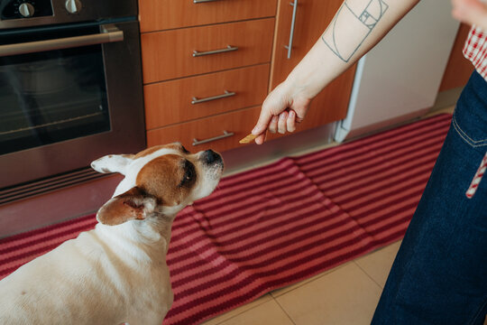 Feeding dog treat in kitchen close up