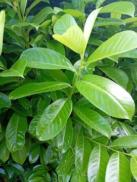 Close-up textured background of vibrant green cherry laurel (Prunus laurocerasus) leaves with a glossy finish. Perfect for nature-themed web backdrops, gardening blogs, eco-friendly branding projects,