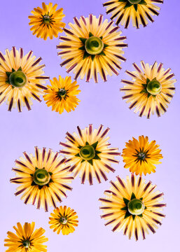 Yellow daisies