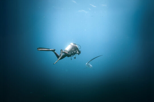 Diver filming shark underwater
