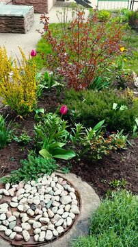 Spring garden bed yellow barberry juniper close-up, vibrant rose and tulip blooms, red bubblegum shrub contrast, dense juniper