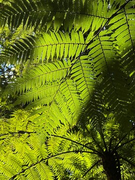 Fern nature background