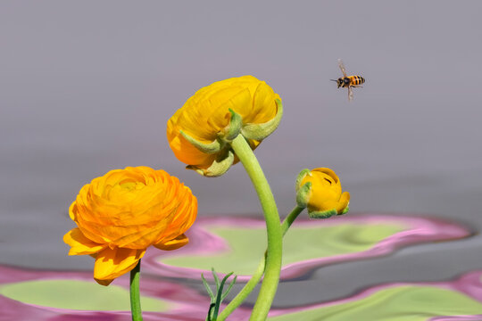 Bee flying to yellow flower, grey backdrop.