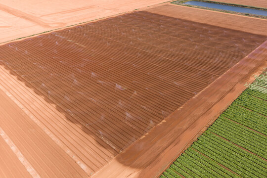 Green vegetable crops in rich soil in a market garden