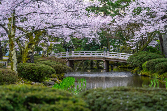 Wooden Bridge And Sakura At Kenrokuen Garden