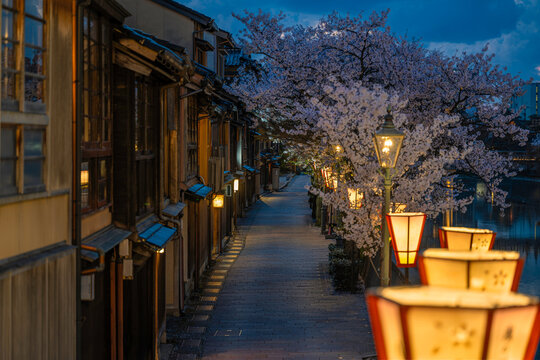Old Cherry Blossom Street In Japan