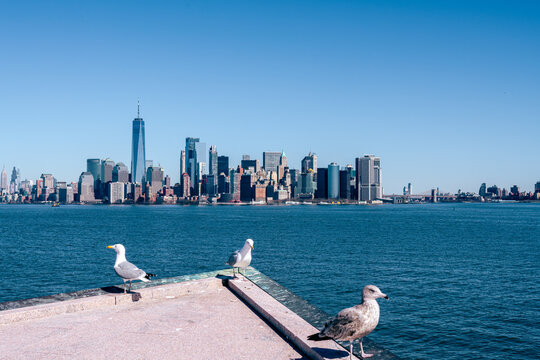 NYC skyline framed by seagulls