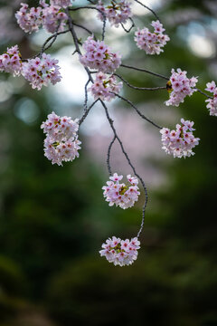 Cherry Blossom Branch On Green Background