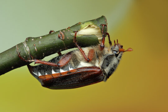 May beetle insect on a stick