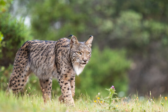 Male Iberian Lynx Walks Among Wildflowers  