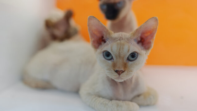 Cats Relax in a Cozy Indoor Space During Daytime