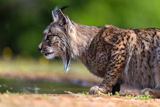 Side View Male Iberian Lynx At Sunset  