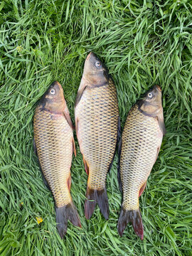 Fresh Fish