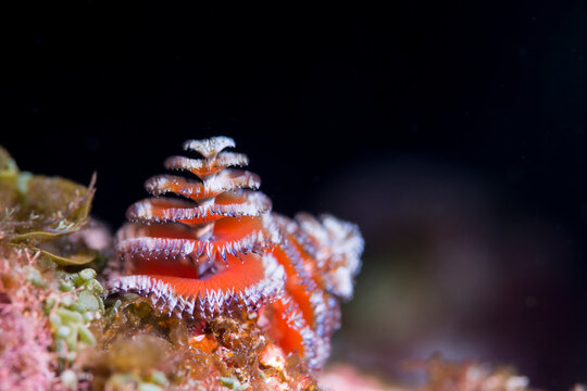 Christmas tree worm