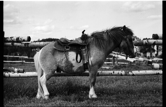 Pony On The Ranch