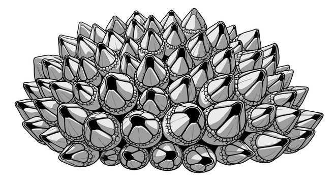 Grayscale cluster of barnacles illustration on white background